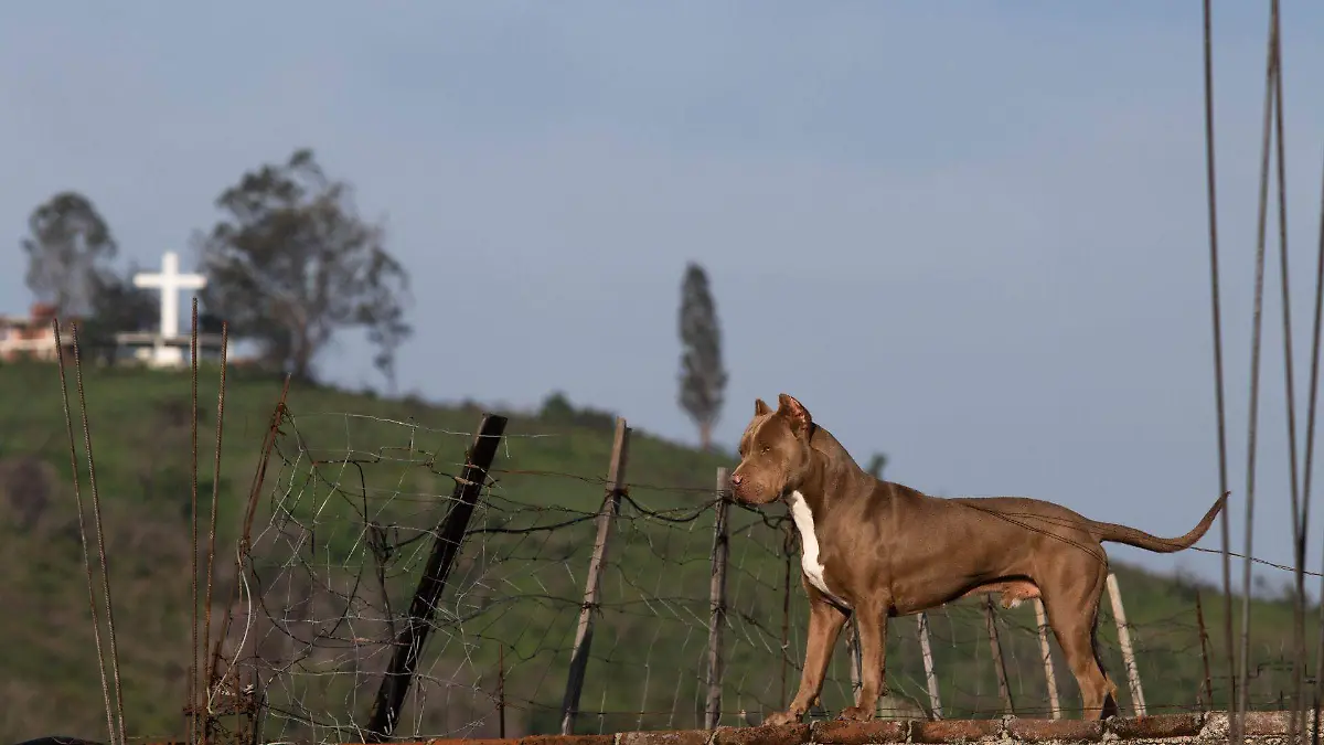 943212_Perro Confinado en Azotea-2_web